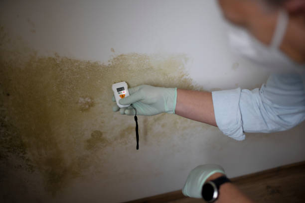 Best Mold Damage Repair  in Lakeport, TX