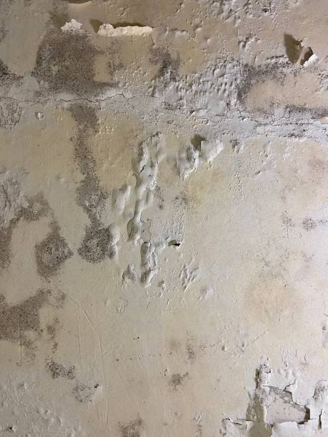 Best Certified Mold Removal  in Lakeport, TX