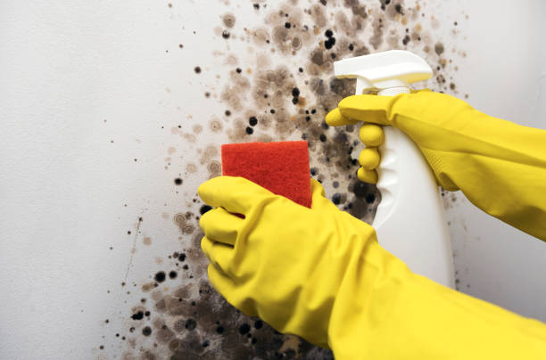 Professional Mold Removal in Lakeport, TX