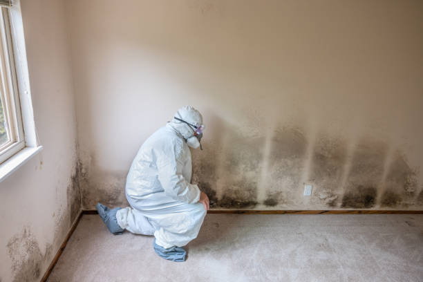 Best Local Mold Removal Service  in Lakeport, TX